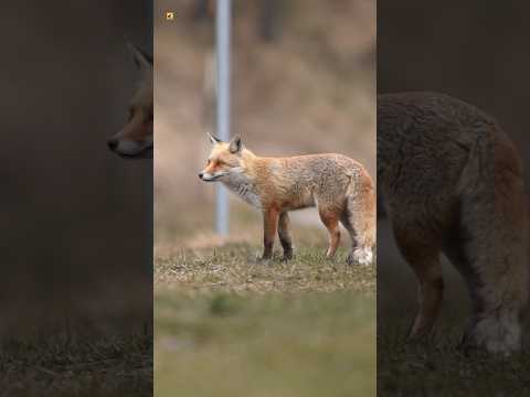 Red Fox Sounds
