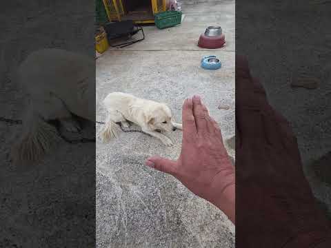 뱅만 앖으면 되지머 #남해 #몽실이 #뽀끄미 #훈련 #달리기