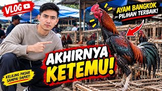 Download lagu BERBURU AYAM BANGKOK DI PASAR! 😱 Keliling Cari yang Cocok Sampai Akhirnya Menemukan Pilihan mp3