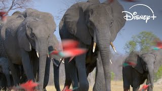 Disney+ (Plus) Celebrate ourHome National Geographic and Disneynature