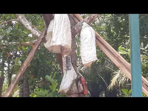 Anjing babi ada orang melihat saya merekam