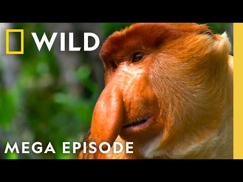 Freakiest Animals Across the Globe | MEGA EPISODE | Nat Geo Animals