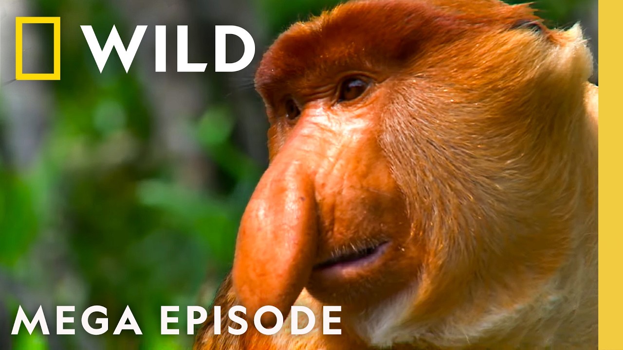 Freakiest Animals Across the Globe | MEGA EPISODE | Nat Geo Animals