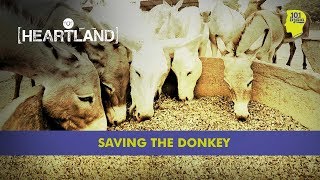 Saving the Donkey 