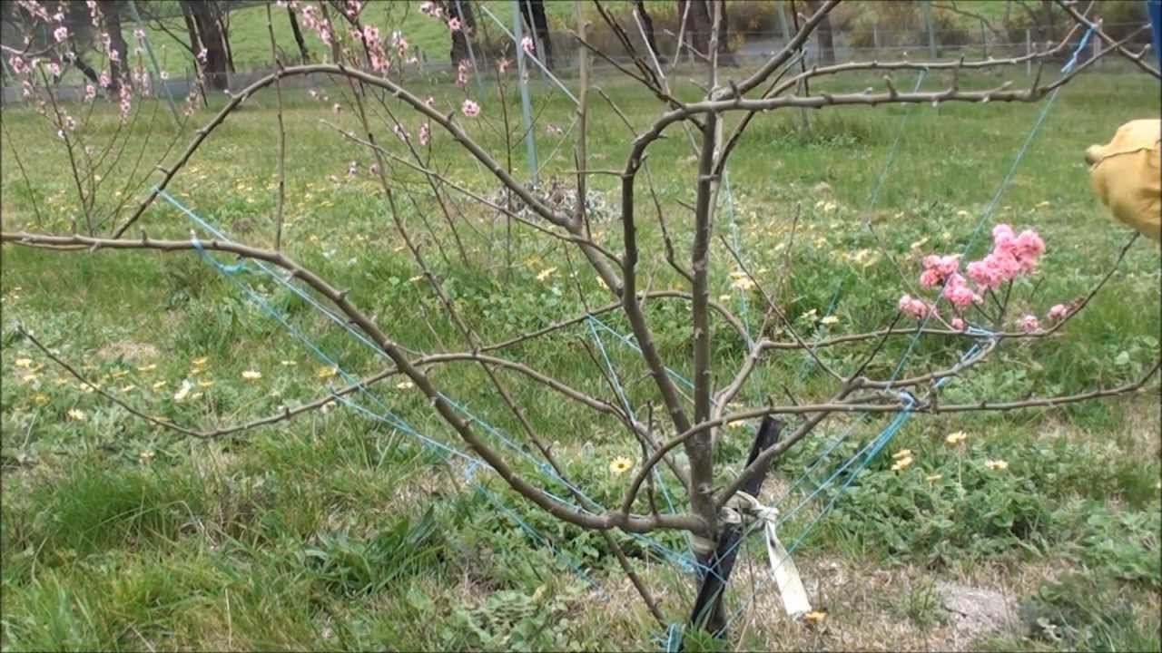 Apple tree training, view results of last year's training