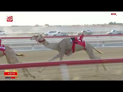  ش 2 بندقية قعدان مفتوح (مروح) لـ هجن الرئاسة 12:26:26 ، ختامي الوثبة 2026/05/16 ثنايا 