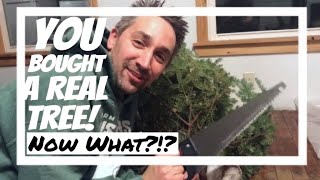 Caring for Your Fresh cut Christmas Tree