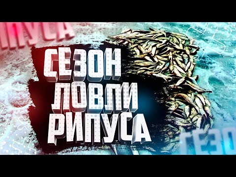 Ловля рипуса Какими разными бывают Карбоновые хлопушки для ловли рипуса Для чего это нужно