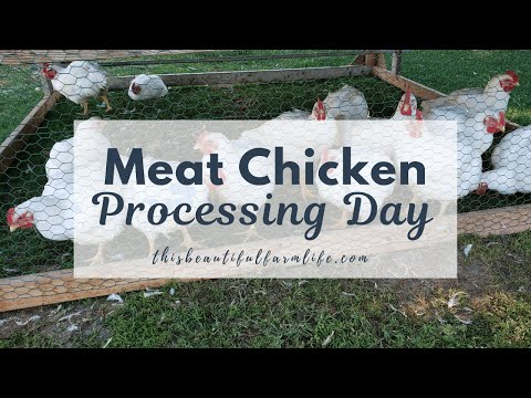 Meat Chicken Processing Day