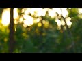 Free Bokeh Forest Stock Video Footage