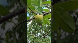 Download lagu U know this fruit? #shortvideo mp3