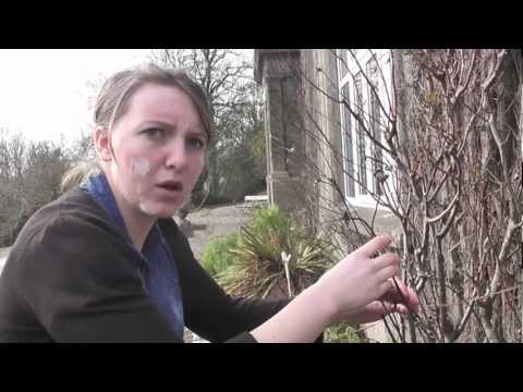 Betrayal Theatrical Trailer.HD