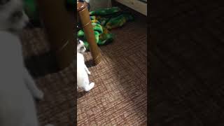 猫と戯れる狼