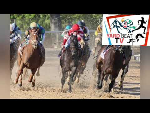 RACE DAY PREVIEW | SUNDAY 23. NOVEMBER 2025 / YARD BEAT T.V.