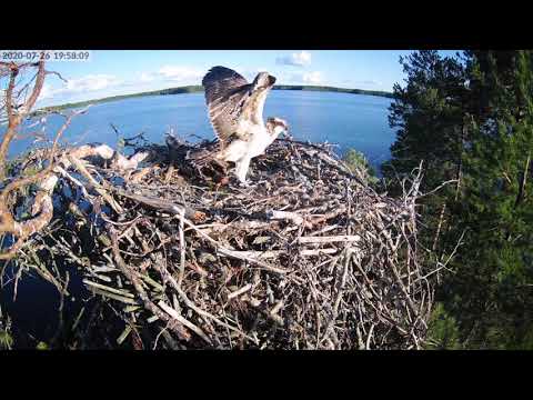 Siivittelyä Ilomantsin sääksenpesällä // Ilomantsi osprey chicks practices flying (2020)