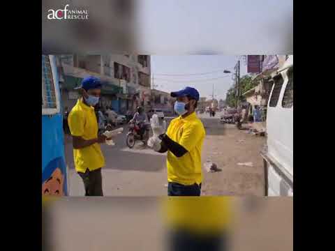 Save the dogs campaign by ACF Animal Rescue - Day 1