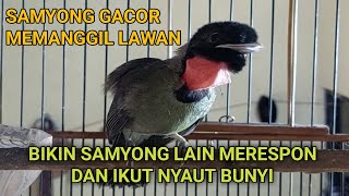 Download lagu SUARA BURUNG SAMYONG GACOR MEMANGGIL LAWAN || BIKIN SAMYONG LAIN IKUT BUNYI DAN GACOR mp3
