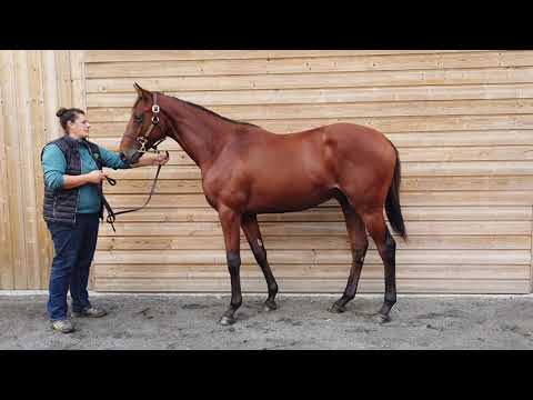 2020 October Yearling Sale - Lot 596 c. DARIYAN x BAYSWATER