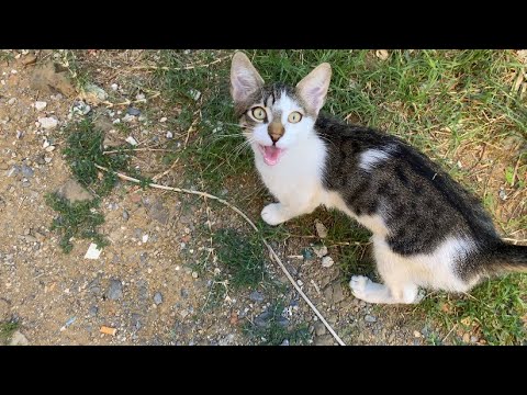Cats living on the street attacked each other. Sweet Cat who loves to play. 🐈