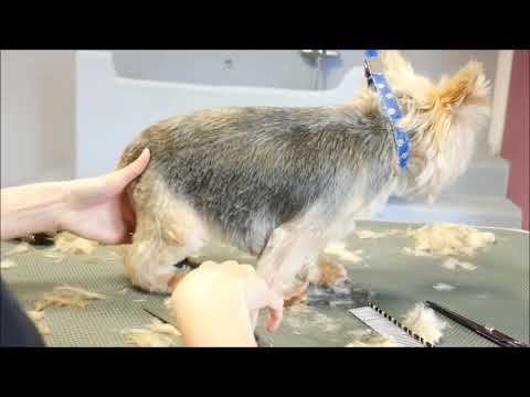 Mobile Dog Grooming Beckermet - Neils Dogwash of Cumbria