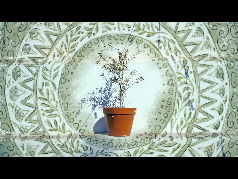 The Olive Tree (Official Video) - Sam Tsui & Casey Breves