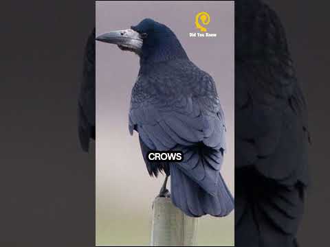 Rook - Did You Know That ? #fact #animal #creature #trivia #viral #shorts