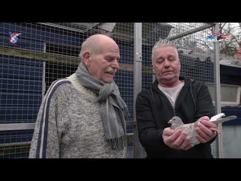 National WHZB/TBOTB/NPO winners 2022: 1st Ace Pigeon LD - Pietersen/Zwol/Berghuisen, Amersfoort