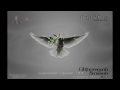 Wings of Grace 