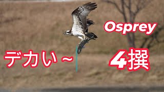 2024.12.17 Ospreyが躍動する　Osprey comes alive
