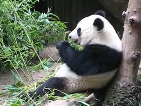 Jak se pandy naučily žrát bambus? | e15.cz