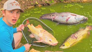 I Found ABANDONED Aquarium Fish Left to DIE!