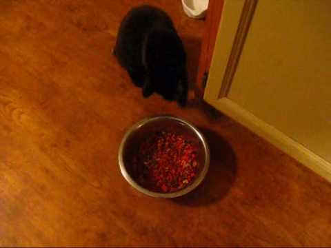 Penelope the Cat Pushing Her Food Bowl