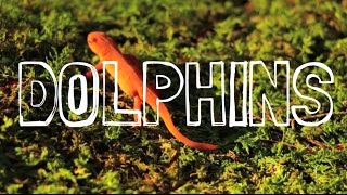 The Big Takeover - Dolphins
