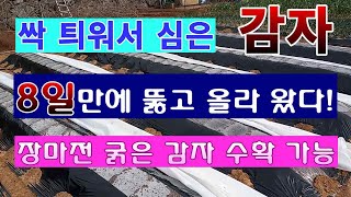 [텃밭농부. 1,365]  싹 틔워서 심은 감자. 8일만에 올라 왔다. #감자재배