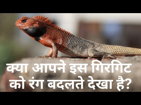 girgit kaise rang badalta Hai | गिरगिट रंग कैसे बदलता है क्या जहरीला होता है | Girgit @bharataishastudio