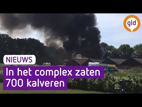 Honderden kalveren dood bij stalbrand in Elspeet
