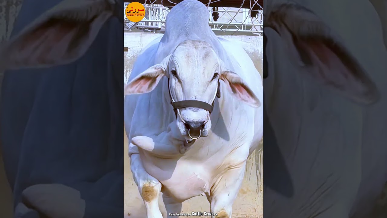 DABUNG BACHRA SURTI CATTLE FARM