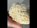 OCEAN Honey comb body sponge