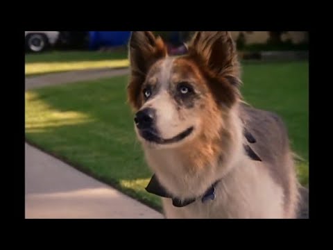 La double vie d'Eddie McDowd - Comme un chien (Ep. 1)