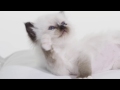 Royal Canin Kitten 400g