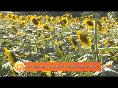 เที่ยวอ่างทอง