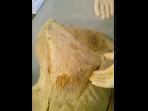 Miologia do Membro Pélvico - Anatomia Veterinária I