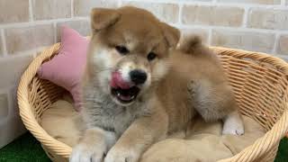 柴犬の動画01