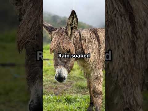 Donkey Care 101! 🐴5 Must-Haves for Happy Herd Guardians #homesteading #livestockguardian #offgrid