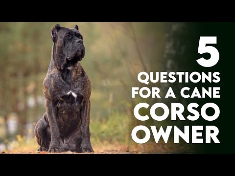 5 Questions for a Cane Corso Owner
