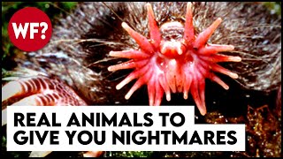 Top 10 Terrifying Animals That Actually Exist