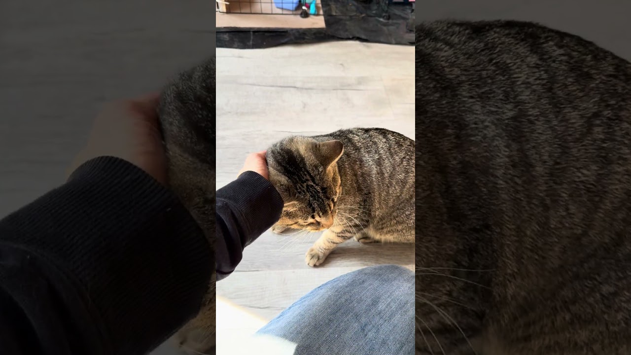 Enlarge Wilson, a ADOPTABLE mixed breed in Hilton Head Island, SC video 5/6