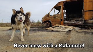 Malamute Sherpa gets revenge for owners prank! Crazy dog, thuglife