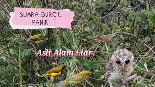 Download lagu Suara Pikat Burcil Suara Panik Asli Alam Liar mp3 Download lagu Suara Pikat Burcil Suara Panik Asli Alam Liar mp3