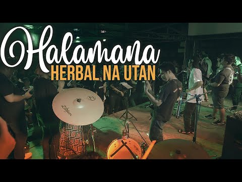 HALAMANA - Herbal Na Utan / LIVE
